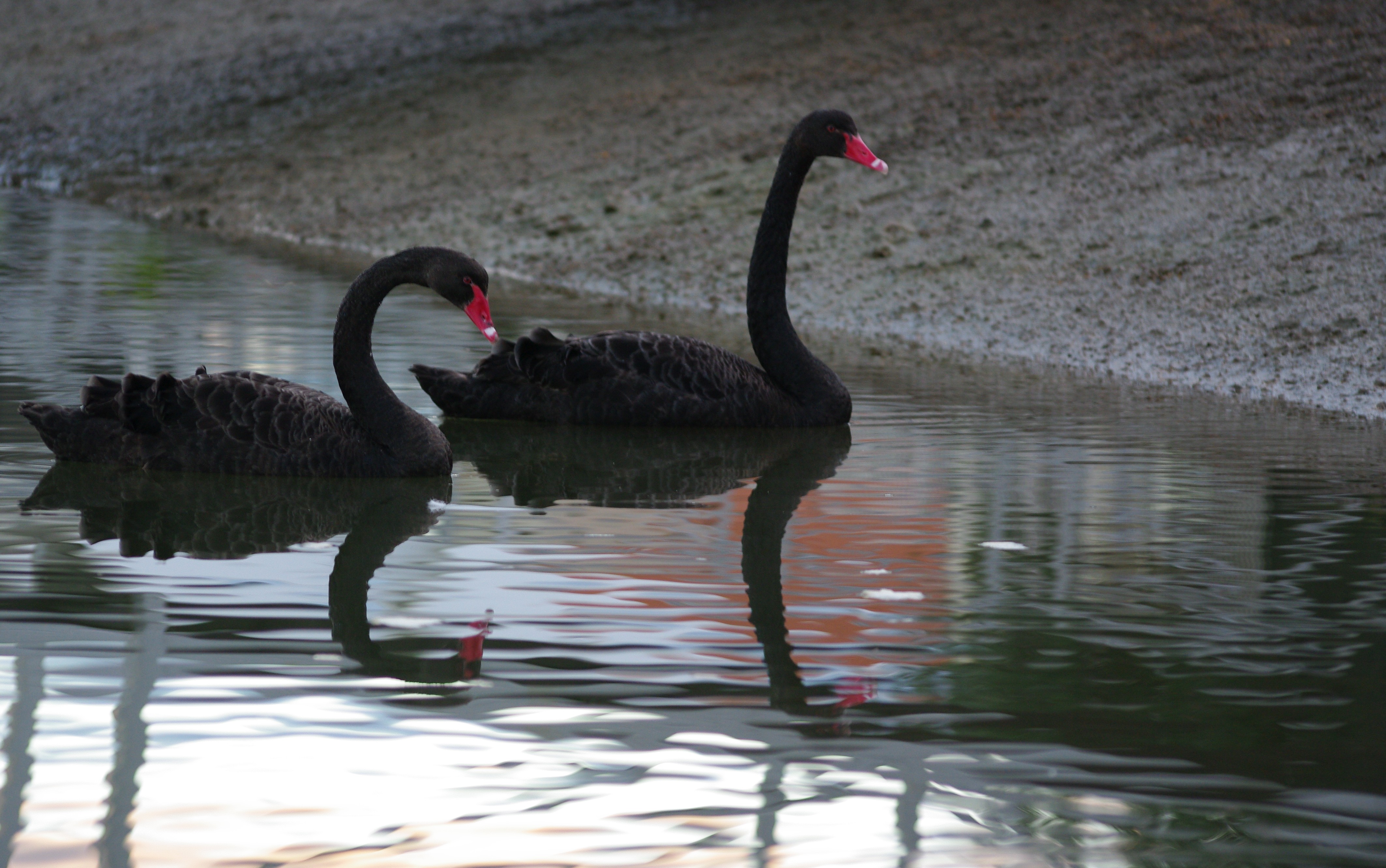 What is a ‘Black Swan’? de Nassim N. Taleb