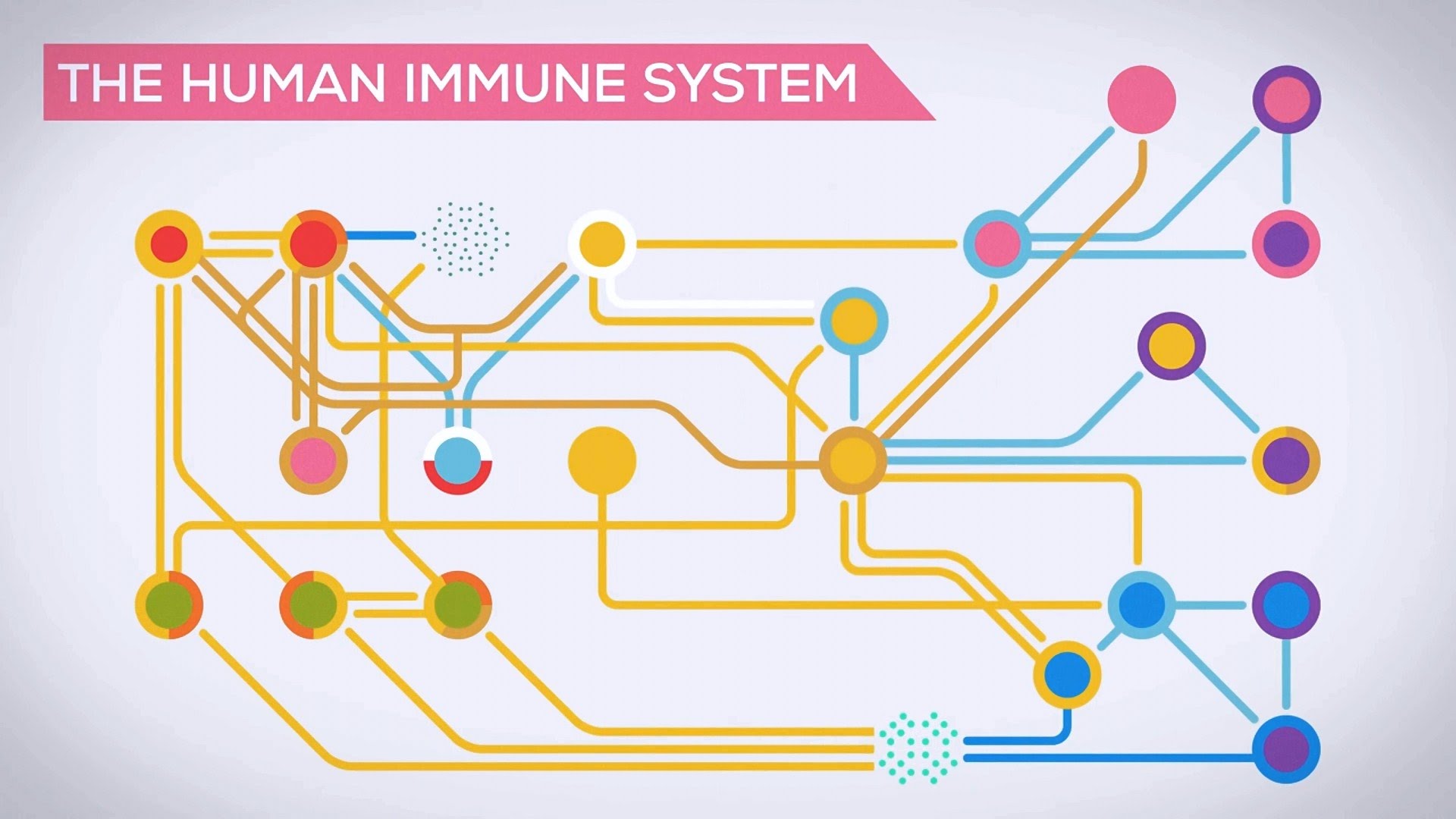 Sistemul imunitar și infecțiile bacteriene de In a nutshell