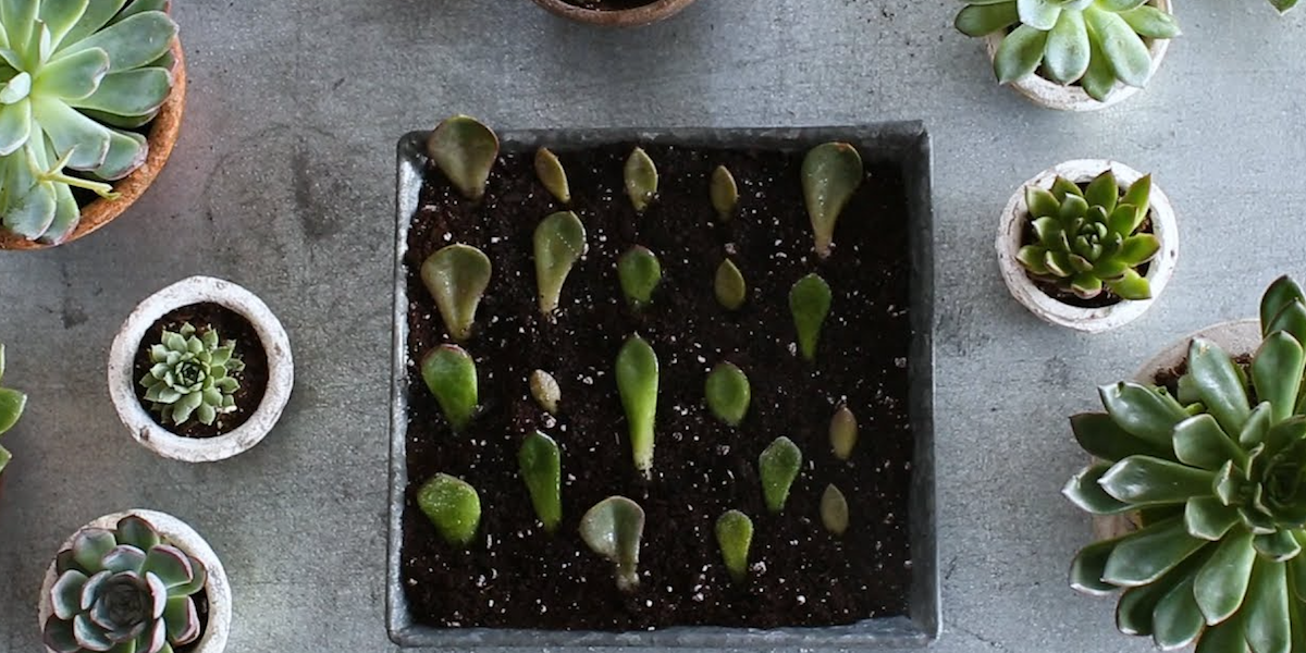 How to propagate succulents de Martha Stewart