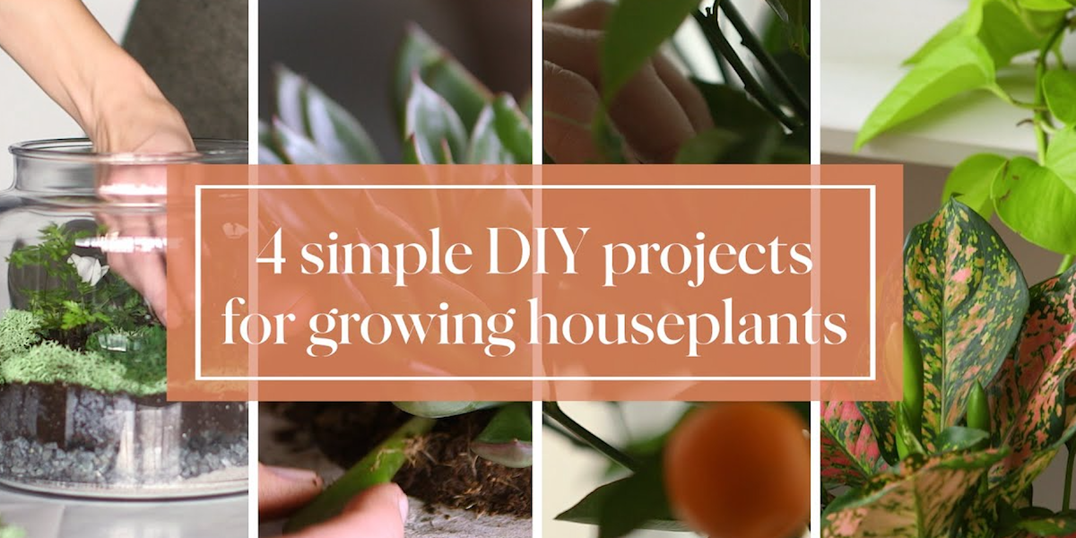 4 simple DIY projects for growing houseplants de Martha Stewart